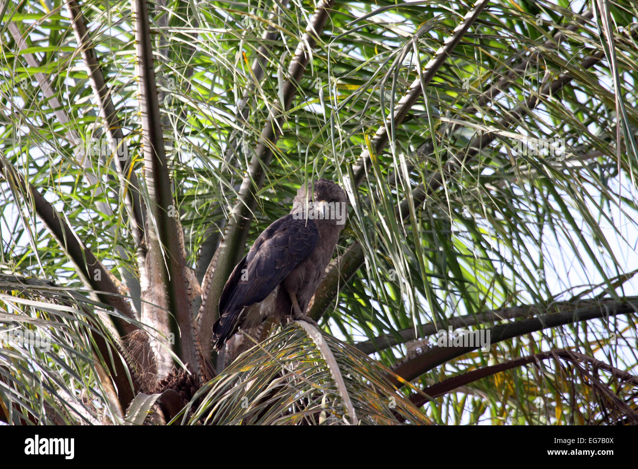 Western banded snake eagle perché en palmier sur rives du fleuve Gambie Banque D'Images