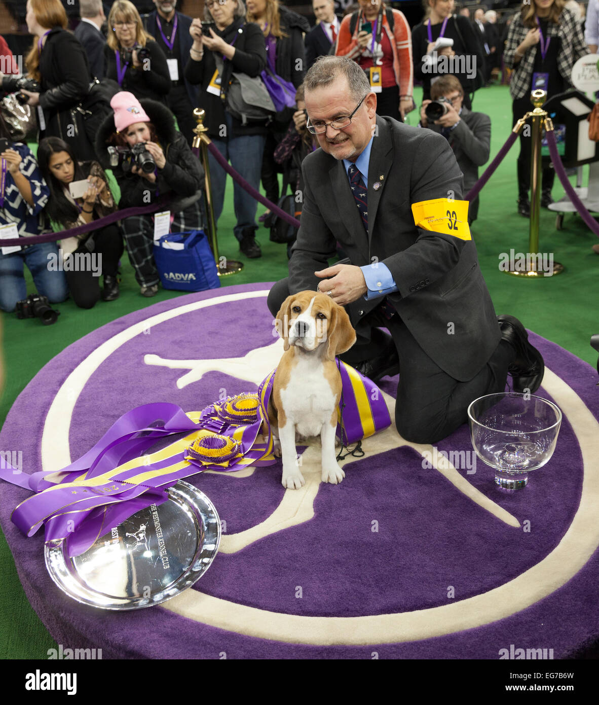 New York, NY - 17 Février 2015 : Best of Show Hound Beagle 15 pouces Miss P pose avec handler William Alexandre à 139 Westminster Kennel Club dog show au Madison Square Garden Banque D'Images