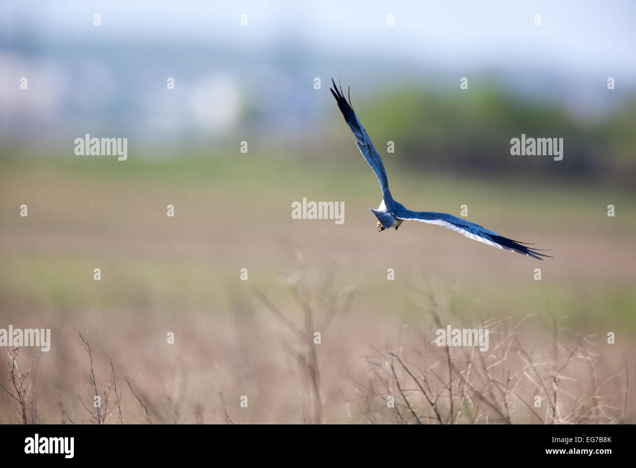 Montagu's Harrier (Circus pygargus). La Russie, la région de Riazan Banque D'Images Montagu's Harrier (Circus pygargus). La Russie, la région de Riazan Banque D'Images