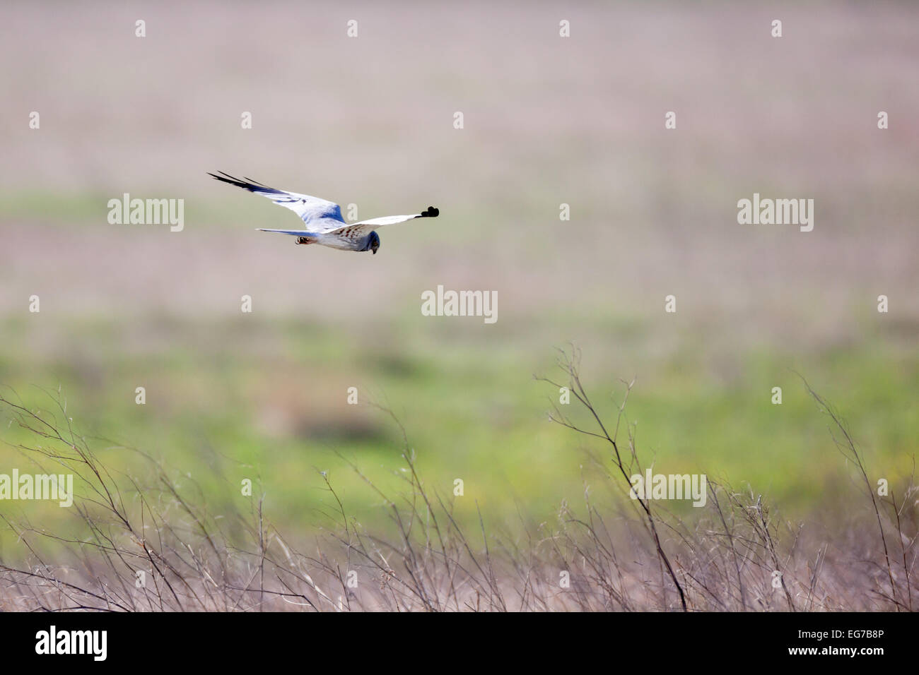 Montagu's Harrier (Circus pygargus). La Russie, la région de Riazan Banque D'Images Montagu's Harrier (Circus pygargus). La Russie, la région de Riazan Banque D'Images