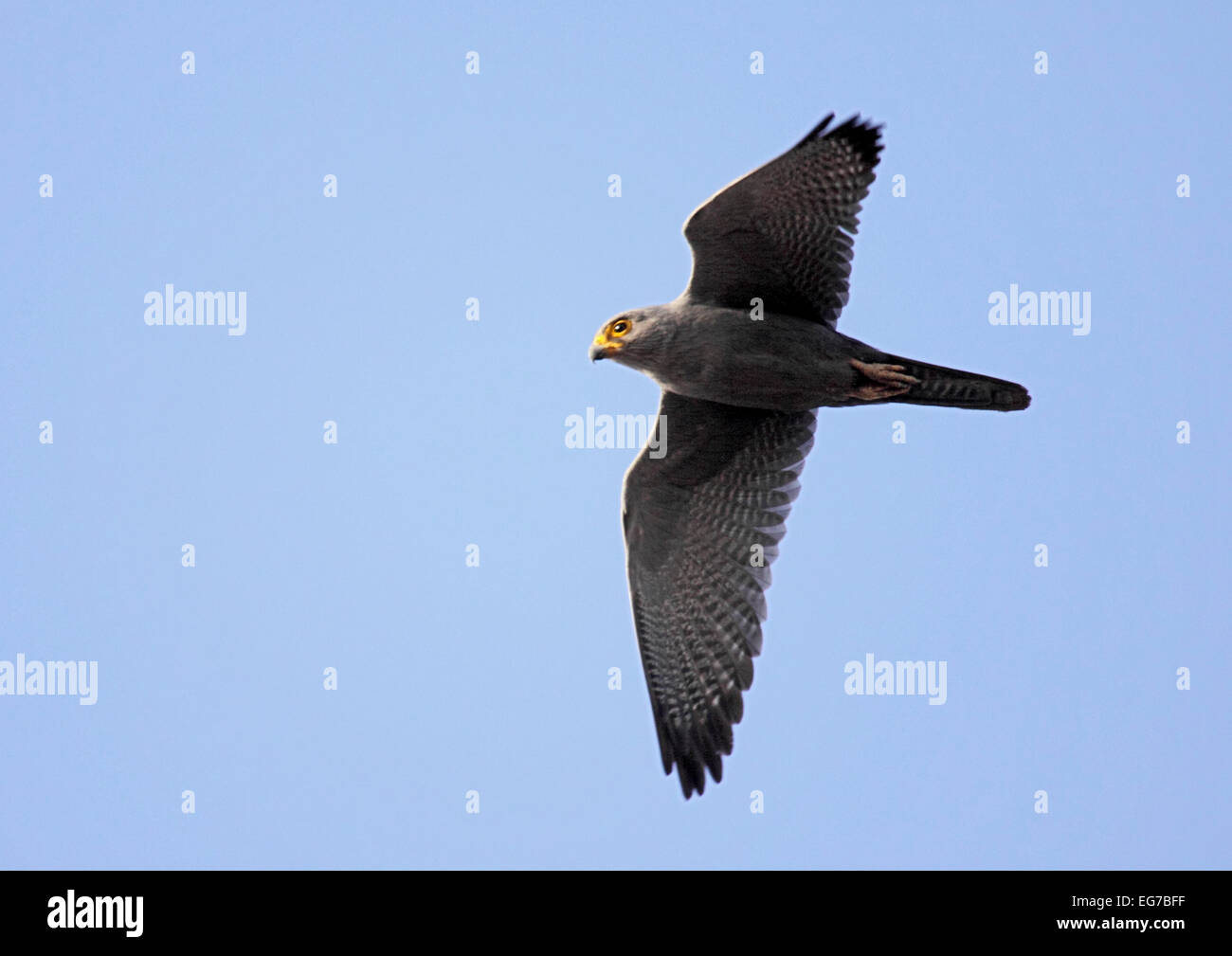 Kestrel gris en vol au Sénégal Banque D'Images