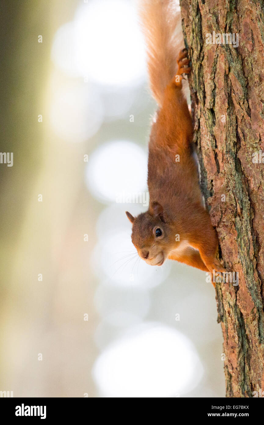 Un écureuil roux a photographié à la forêt de Kielder Banque D'Images