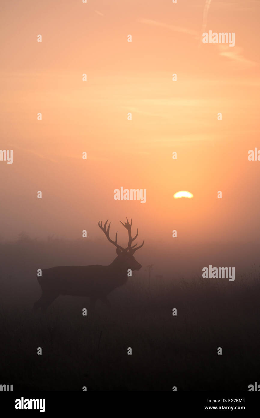 Red Deer stag marche comme le soleil se lève derrière. Richmond Park, Londres Banque D'Images