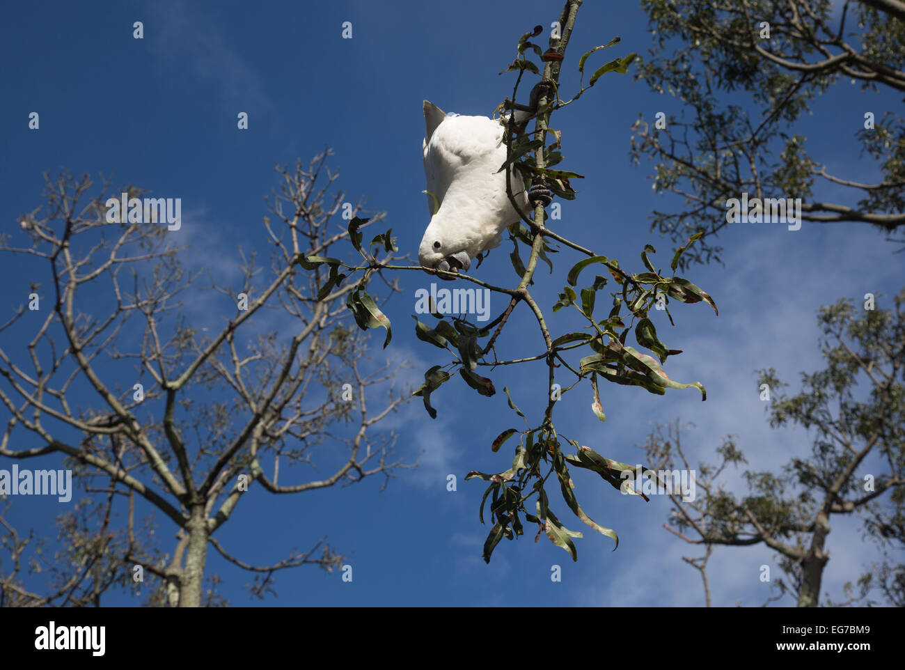 Le cacatoès soufre photographié dans le Jardin botanique de Sydney Australie Banque D'Images