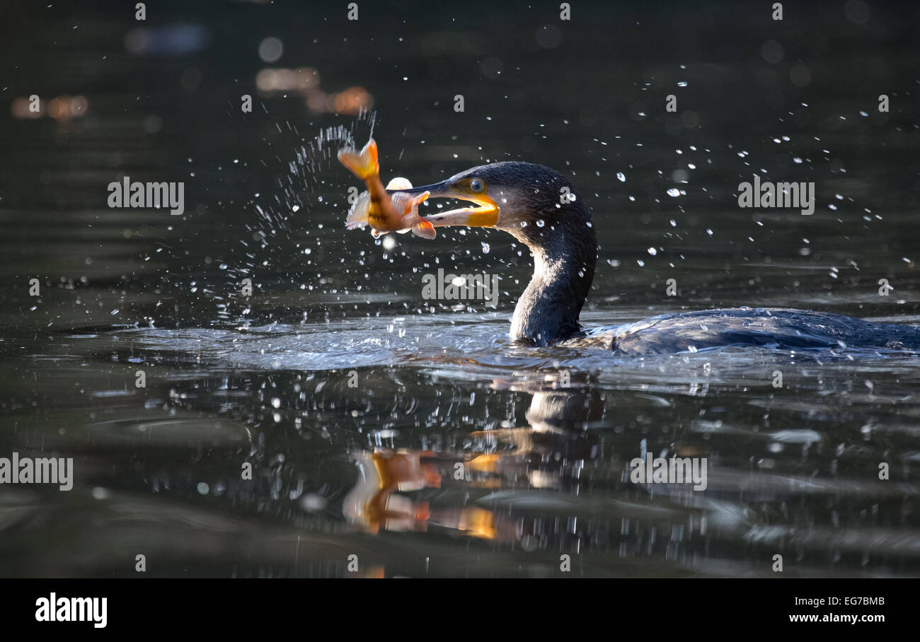 Avec la perche en bec de cormorans, Wimbledon Common, London Banque D'Images