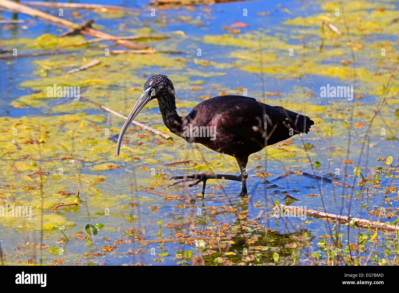 Ibis falcinelle Plegadis falcinellus, Banque D'Images