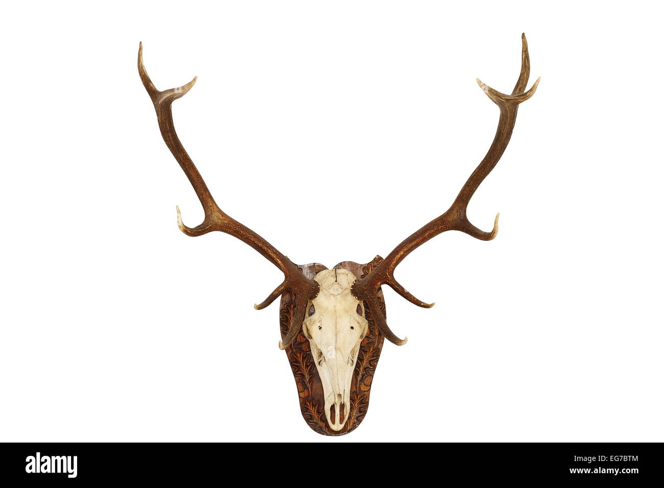 Majestic red deer stag ( Cervus elaphus ) trophée de chasse, tête isolé monté sur mur pour votre conception, animal tué en Romani Banque D'Images