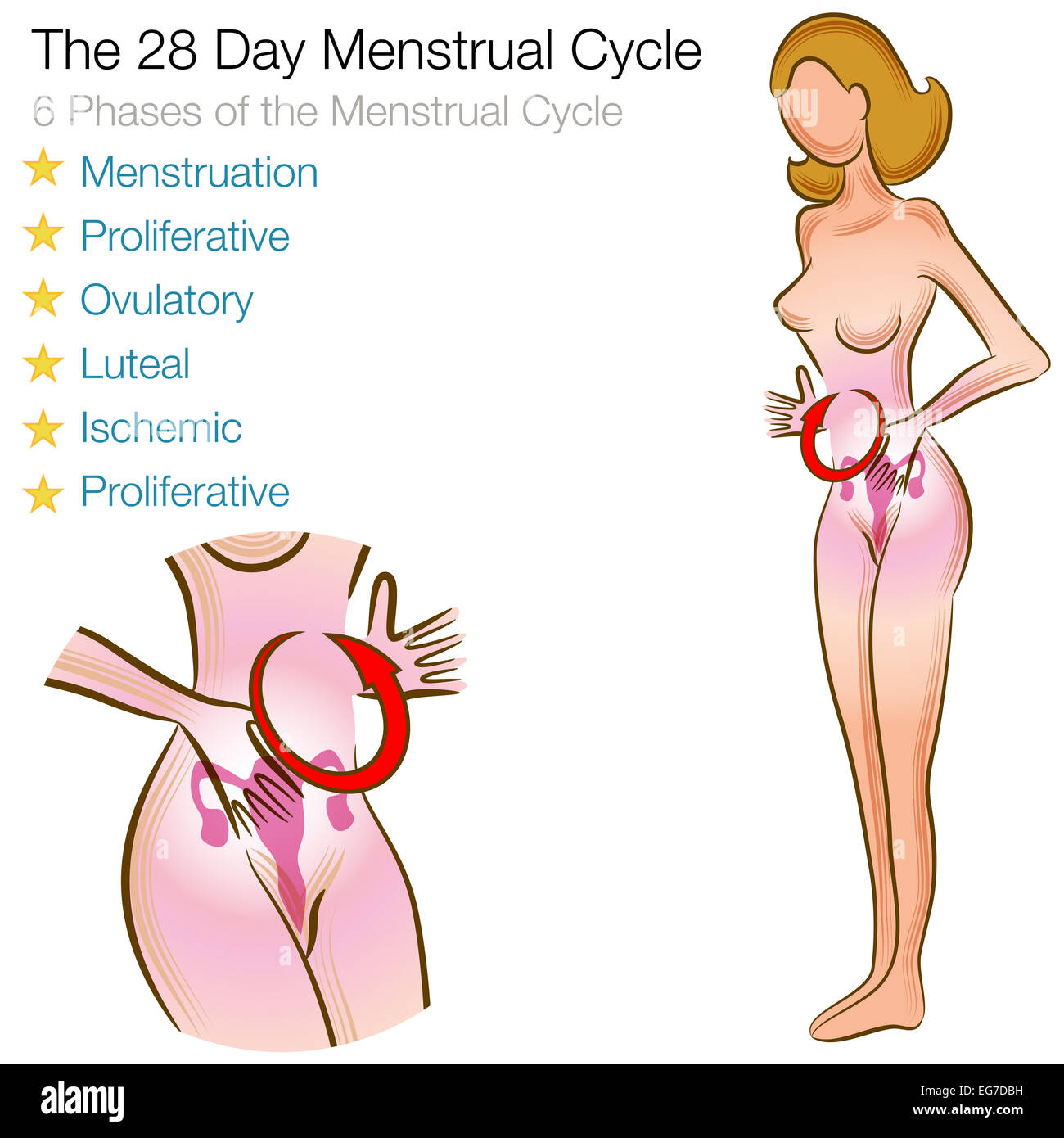 L'image d'une femme cycle menstruel. Banque D'Images