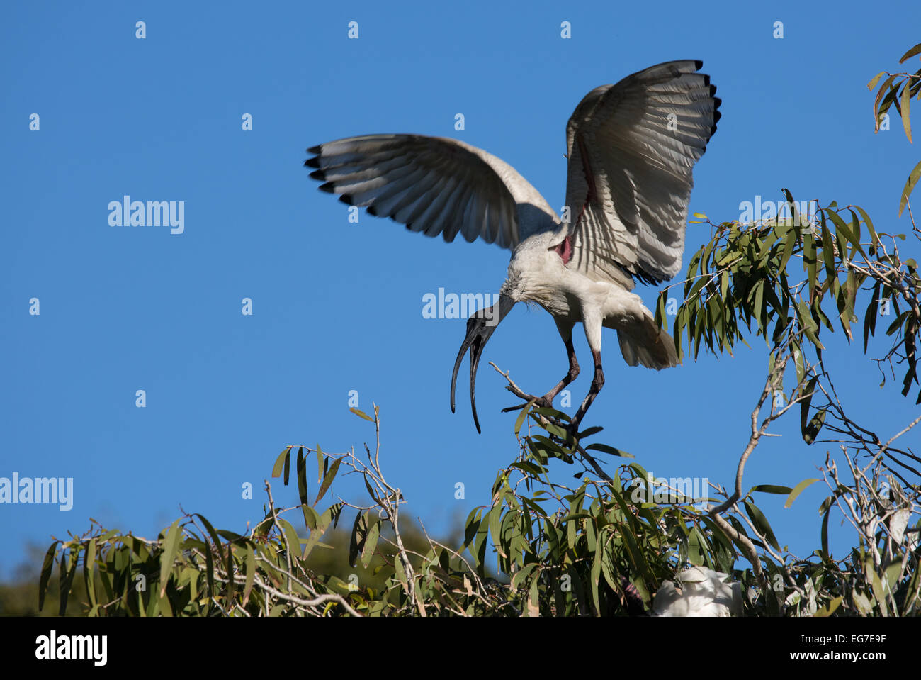 Ibis sacré photographié dans le Jardin botanique de Sydney, Australie Banque D'Images