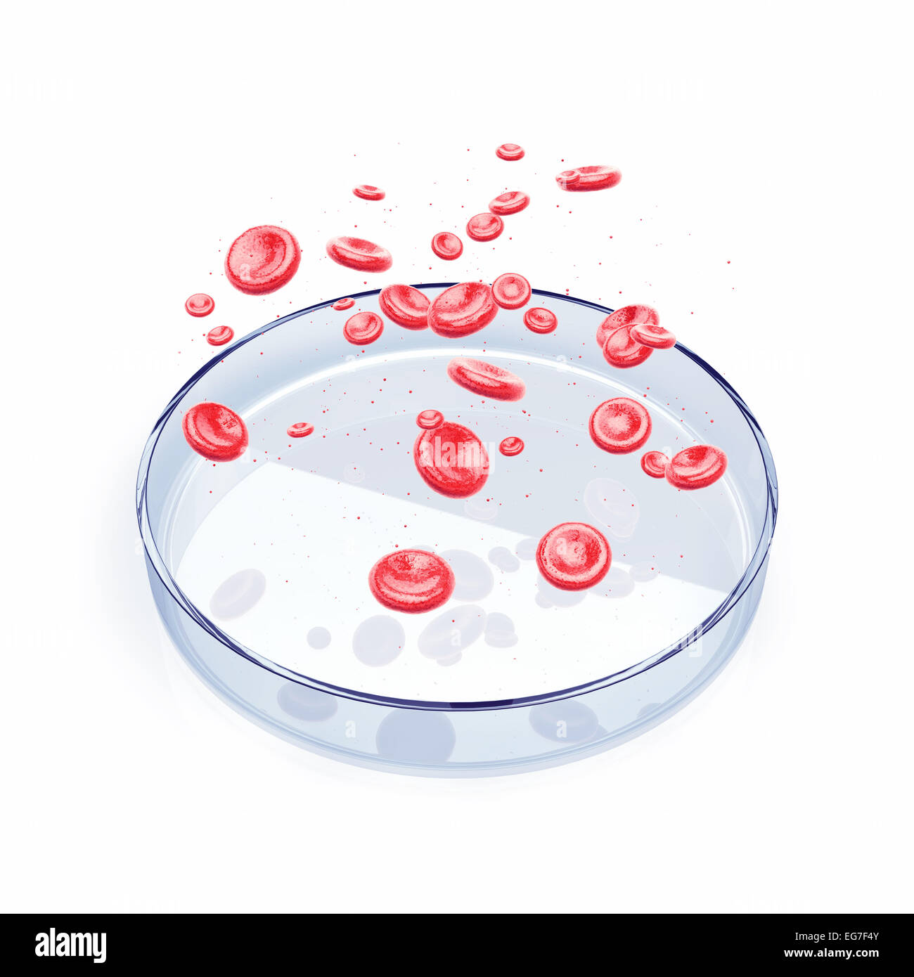 Les globules rouges sur boîte de pétri sur fond blanc , la maladie , la recherche sur les vaccins en cas de pandémie Banque D'Images