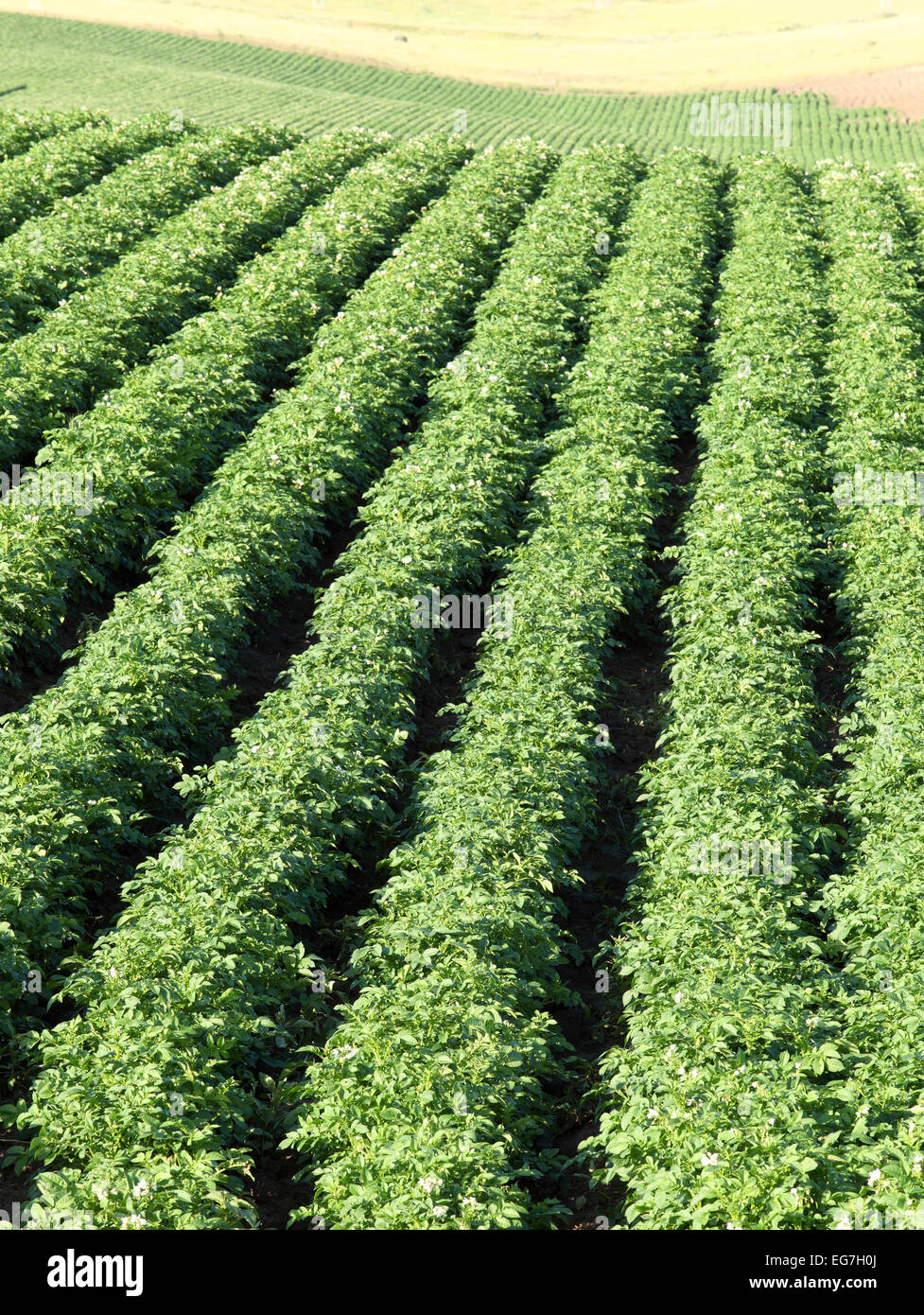 De plus en plus de pommes de terre dans un champ agricole Banque D'Images