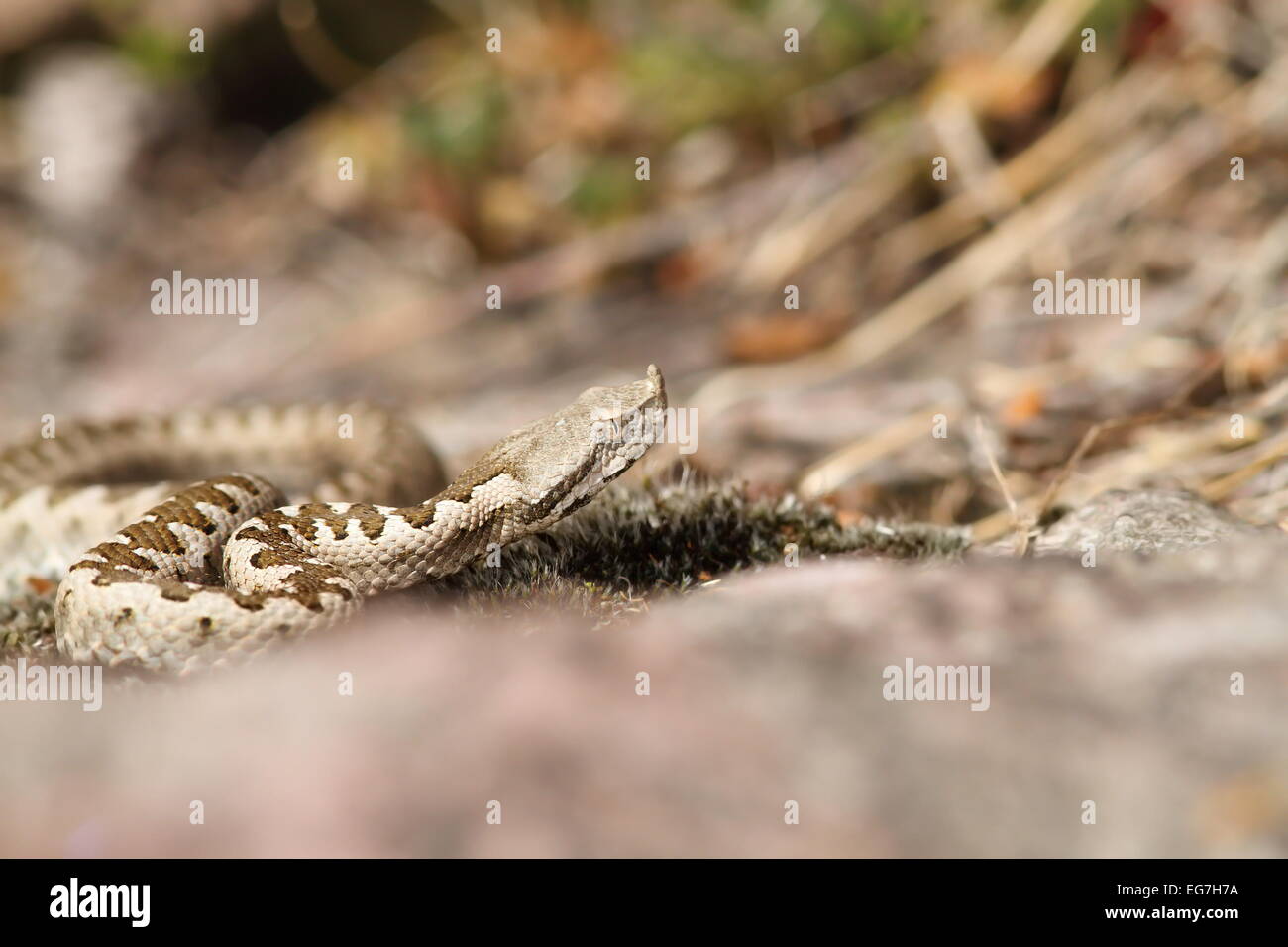 Vipère à cornes européenne ( Vipera ammodytes ), jeune spécimen sauvage photographié en Roumanie Banque D'Images