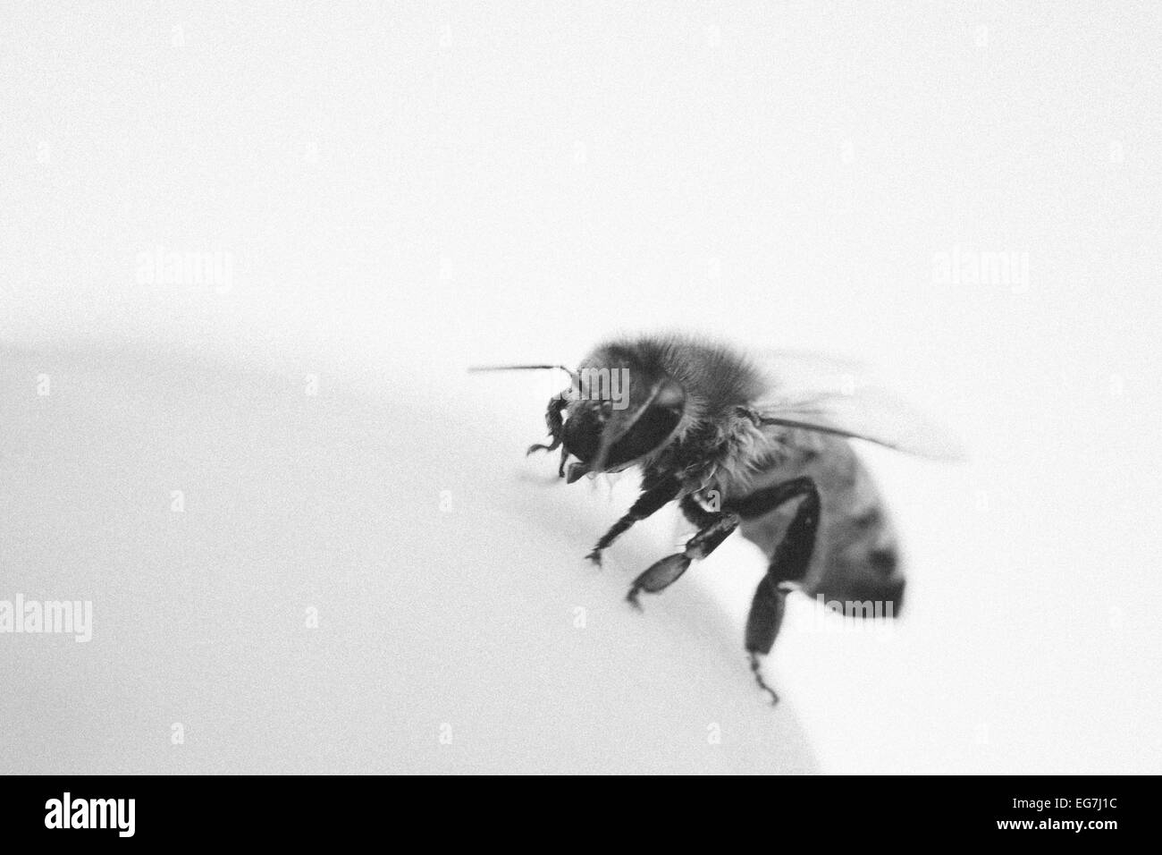 Image en noir et blanc de l'abeille elle-même de nettoyage Banque D'Images