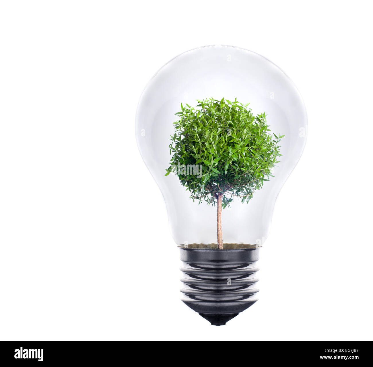 Les Plantes Vertes Poussent Et L'ampoule économie D'énergie Jour