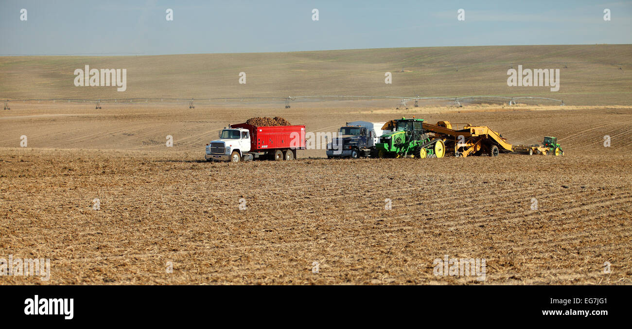 Les agriculteurs et les ouvriers utilisent des machines agricoles dans le domaine de la récolte de pommes de terre. Banque D'Images