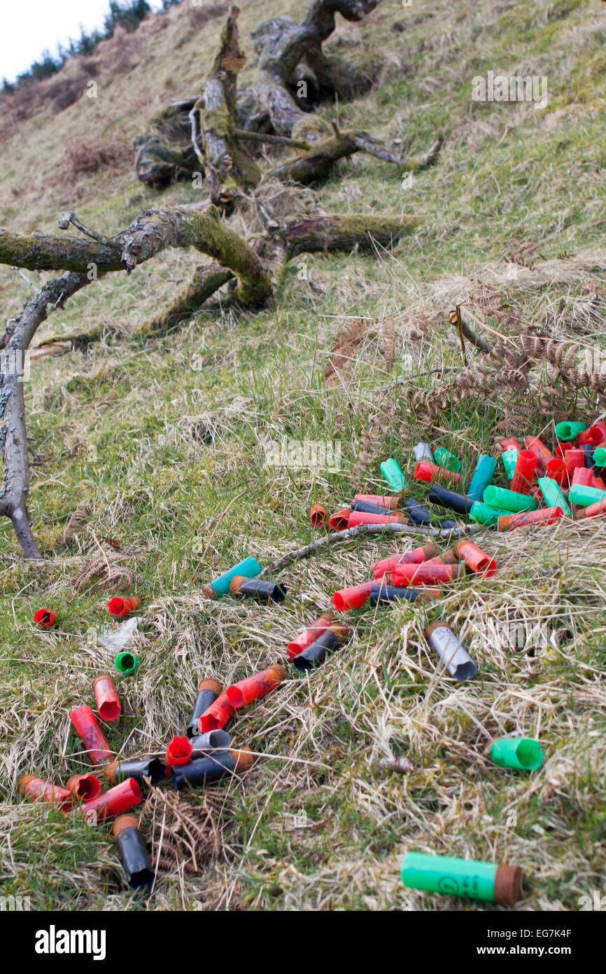 Les cartouches de fusil de chasse dans l'herbe en Ecosse Banque D'Images