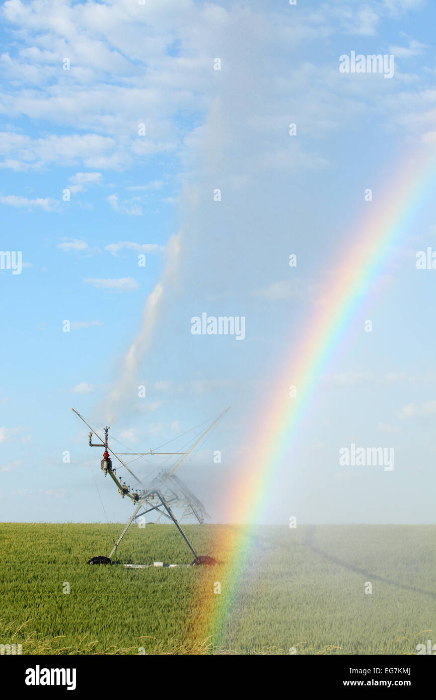 Un arroseur sprinkler watering un champ de blé Banque D'Images