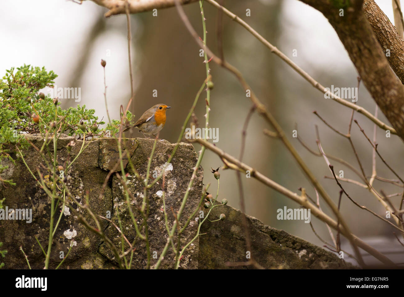 Robin sur mur de pierre entre les brindilles et les épines Banque D'Images