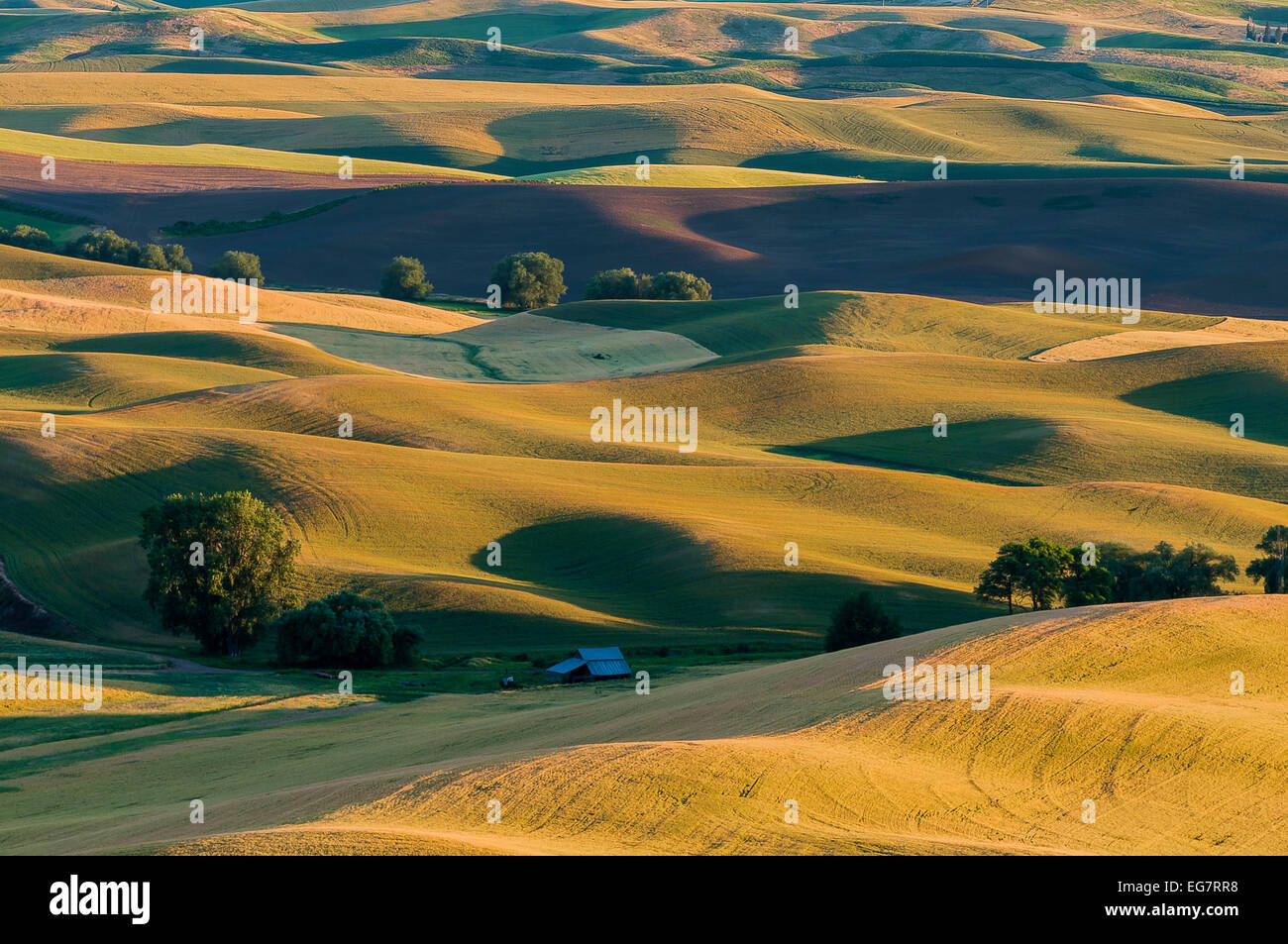 Région de collines Palouse, Steptoe Butte, Montana, USA Banque D'Images