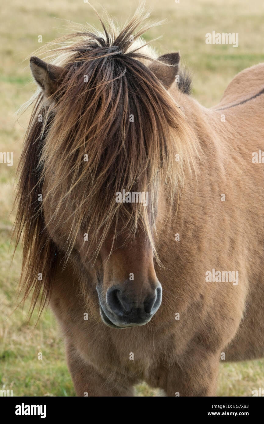 Cheval avec longue frange Banque D'Images