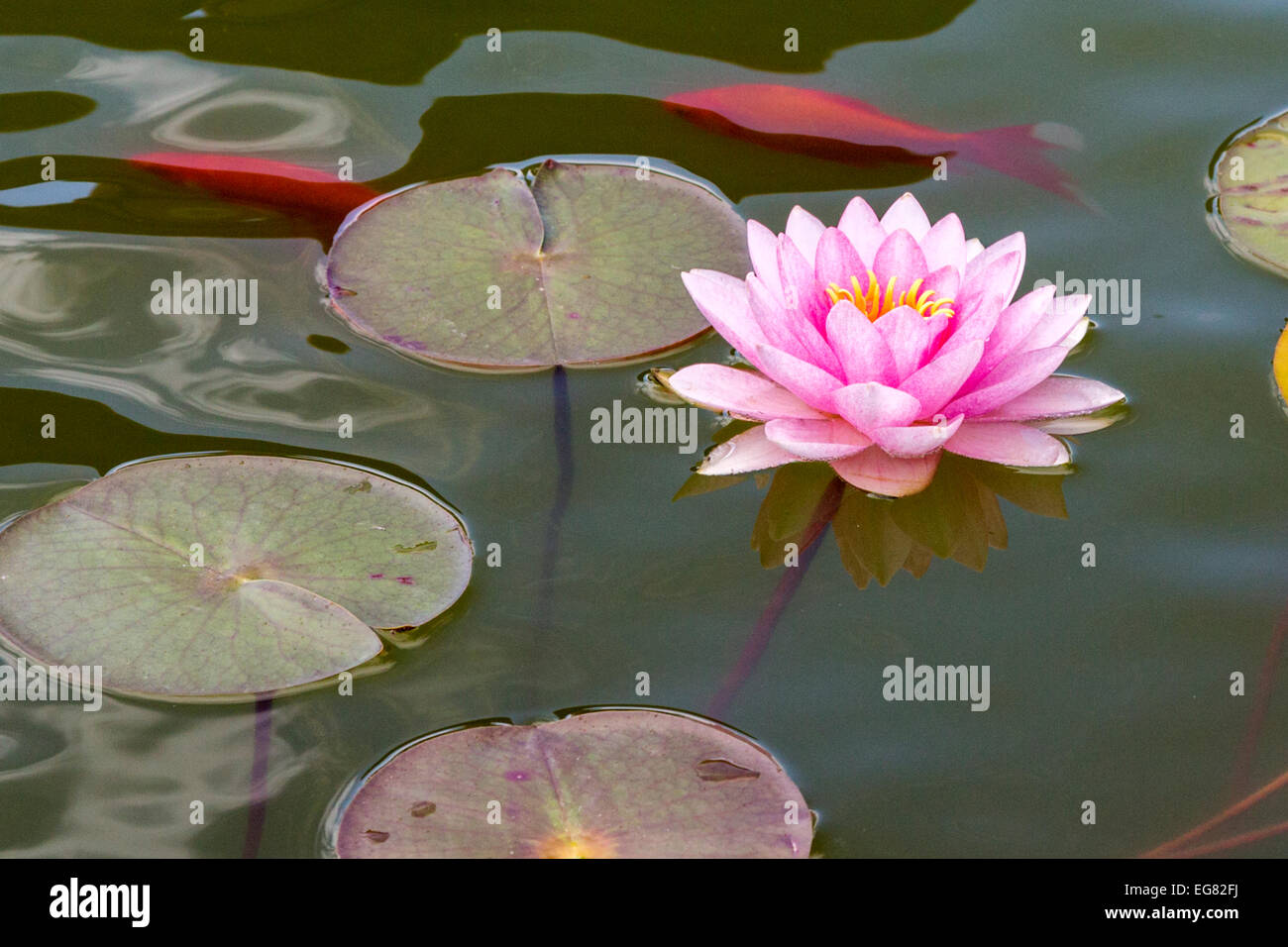 Eau rose vif lilly avec des feuilles, flottant sur un étang de jardin anglais.Les poissons rouges d'orange profond nagent juste en dessous de la surface de l'eau Banque D'Images