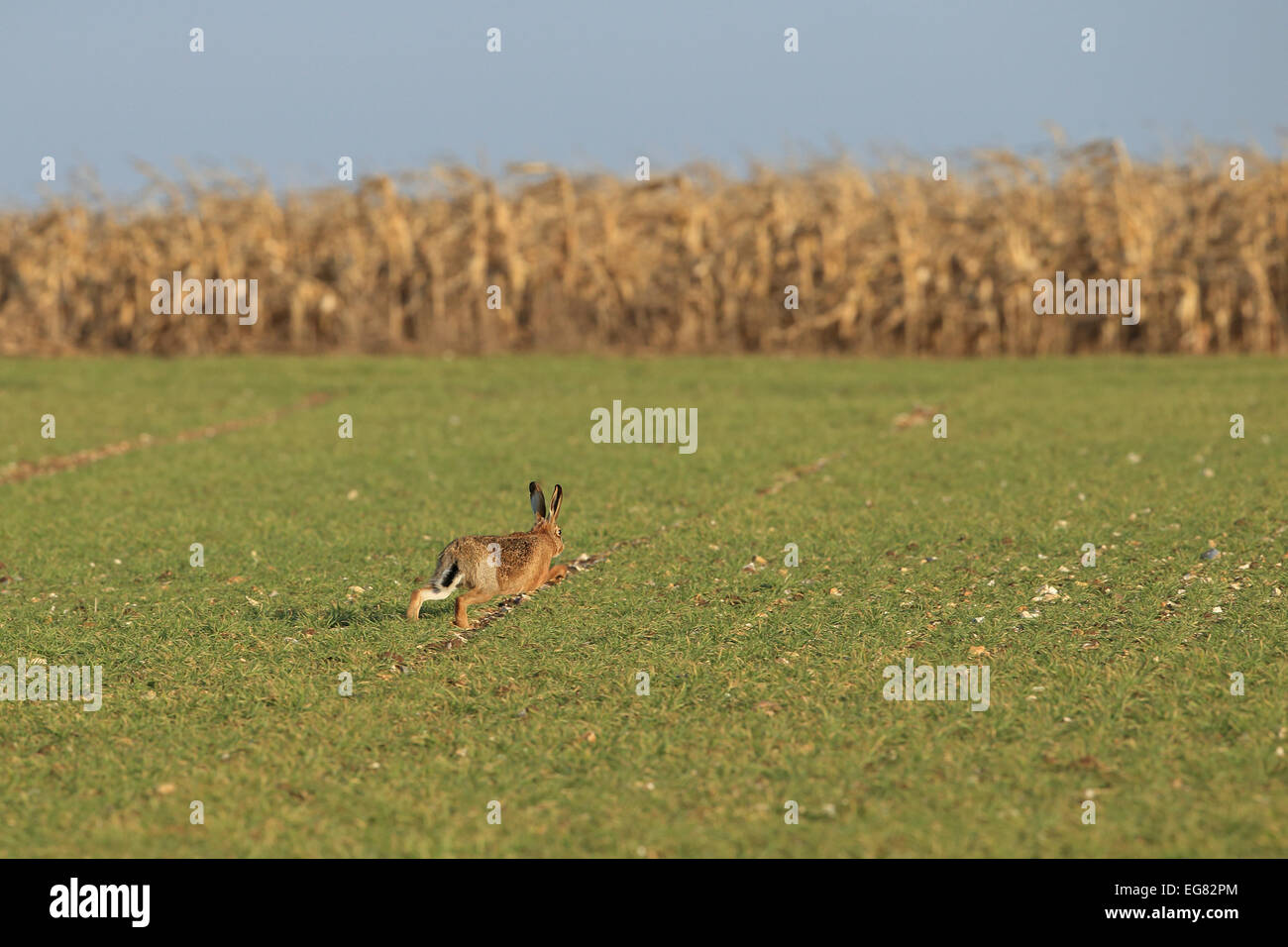 Lièvre brun (Lepus europaeus) Banque D'Images