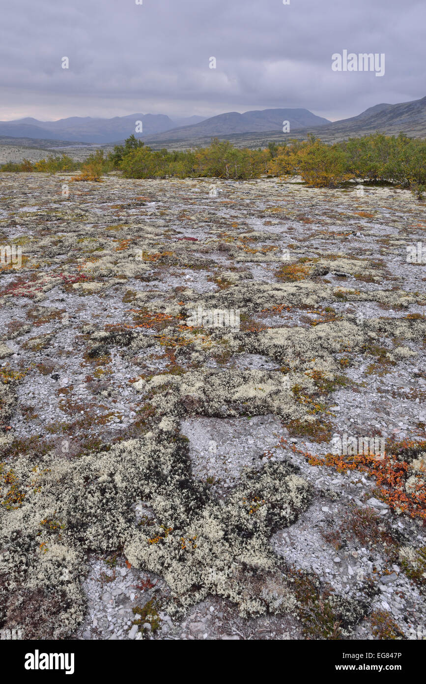 Lichen Cladonia rangiferina (Rennes), fjell en automne, paysage du Parc National de Rondane, Norvège Banque D'Images