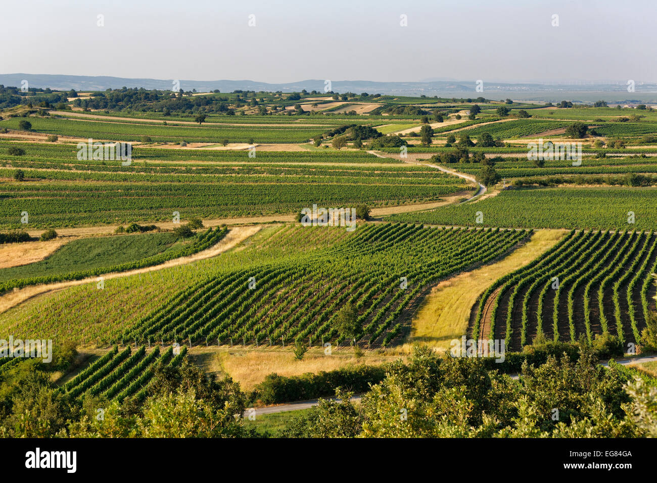 Vignes, vue de Mt. Kogel, près de St Margarethen, Nord de Burgenland, Burgenland, Autriche Banque D'Images