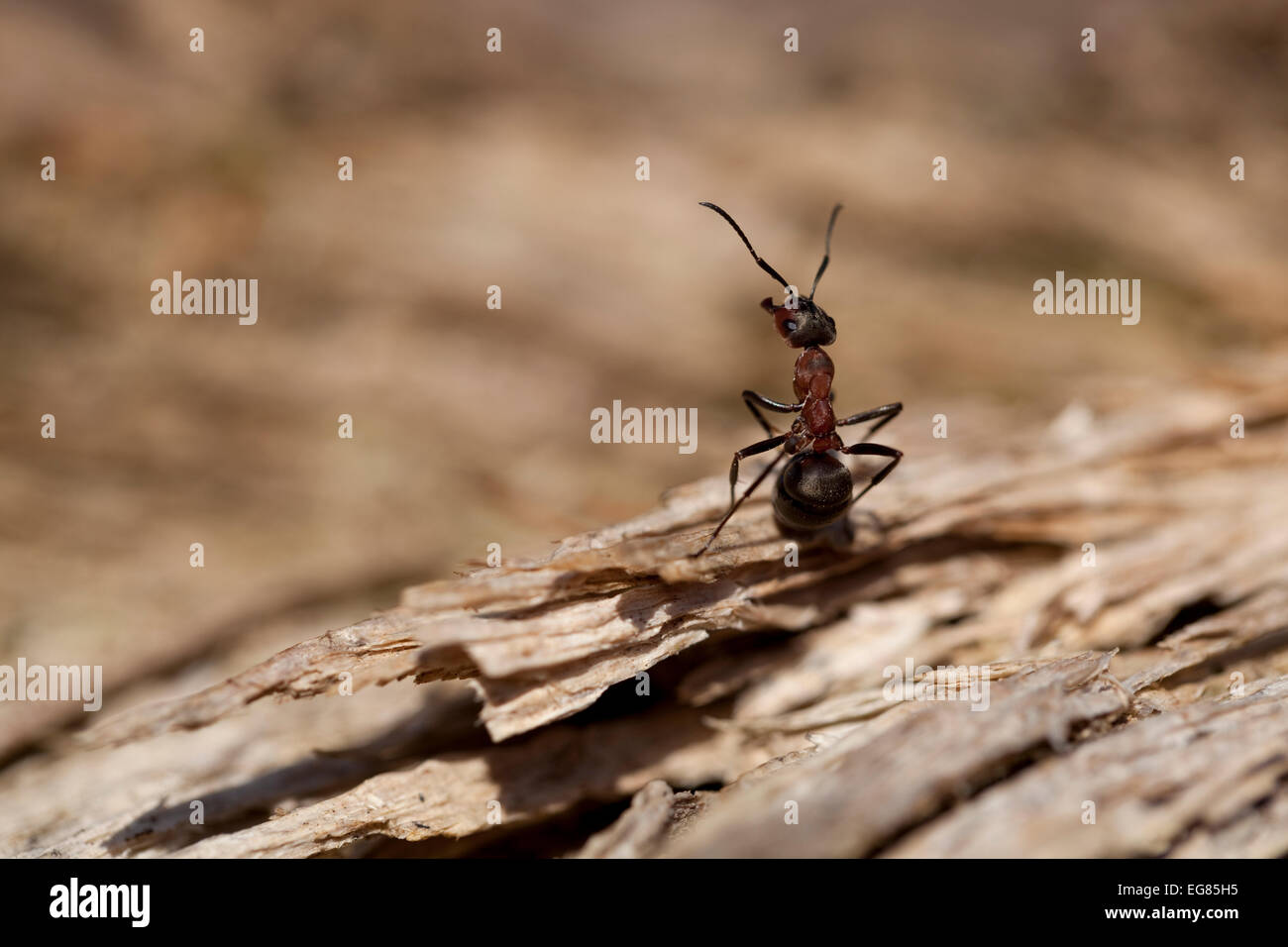 Red ant (Formica rufa) s'asseoir sur l'écorce Banque D'Images