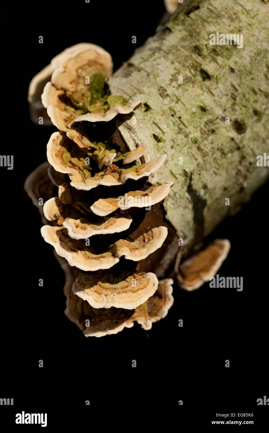 Beaucoup de groupe champignon sur bouleau (Trametes versicolor) Banque D'Images