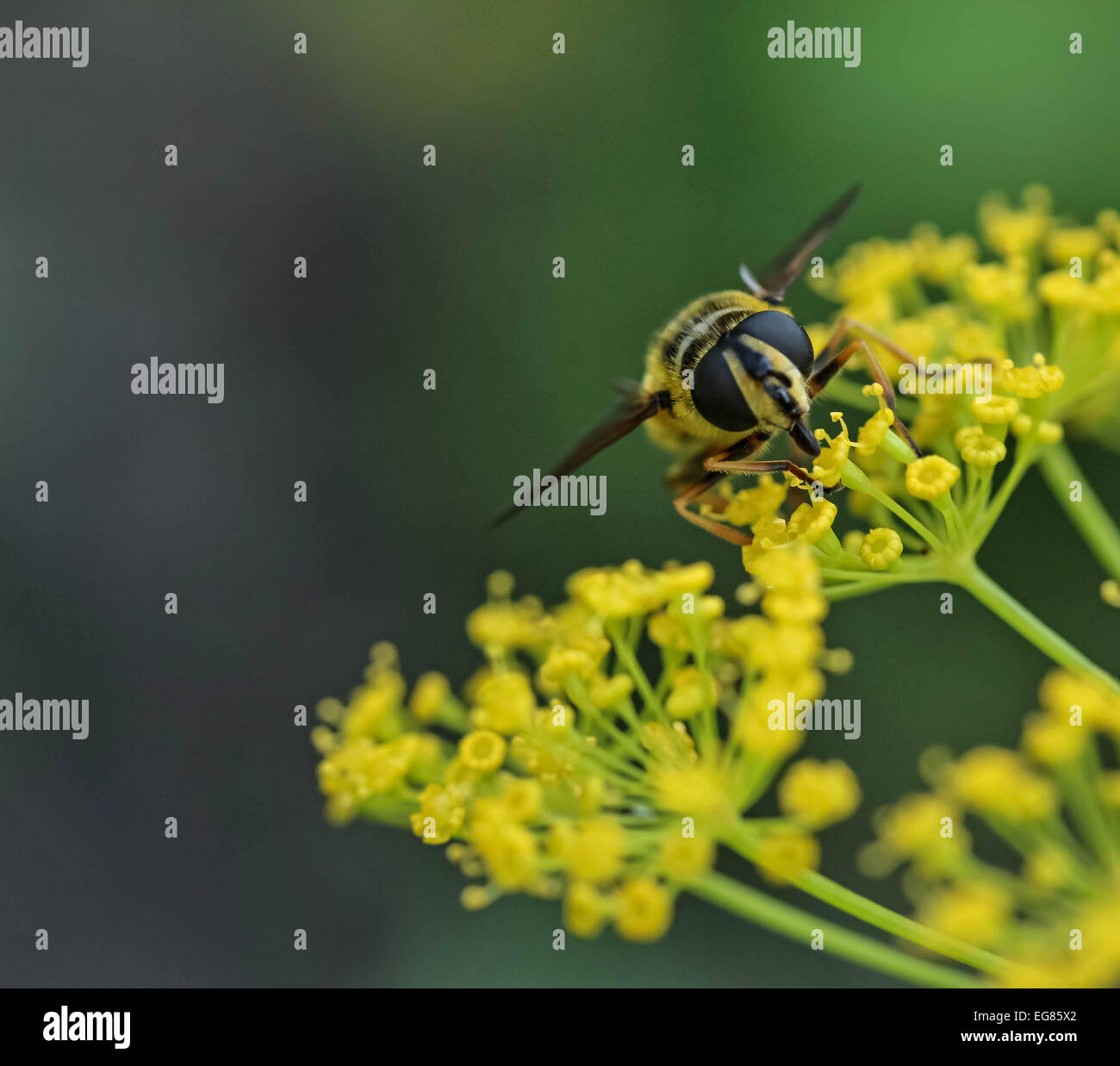 Bug sur l'usine jaune - isolé Banque D'Images