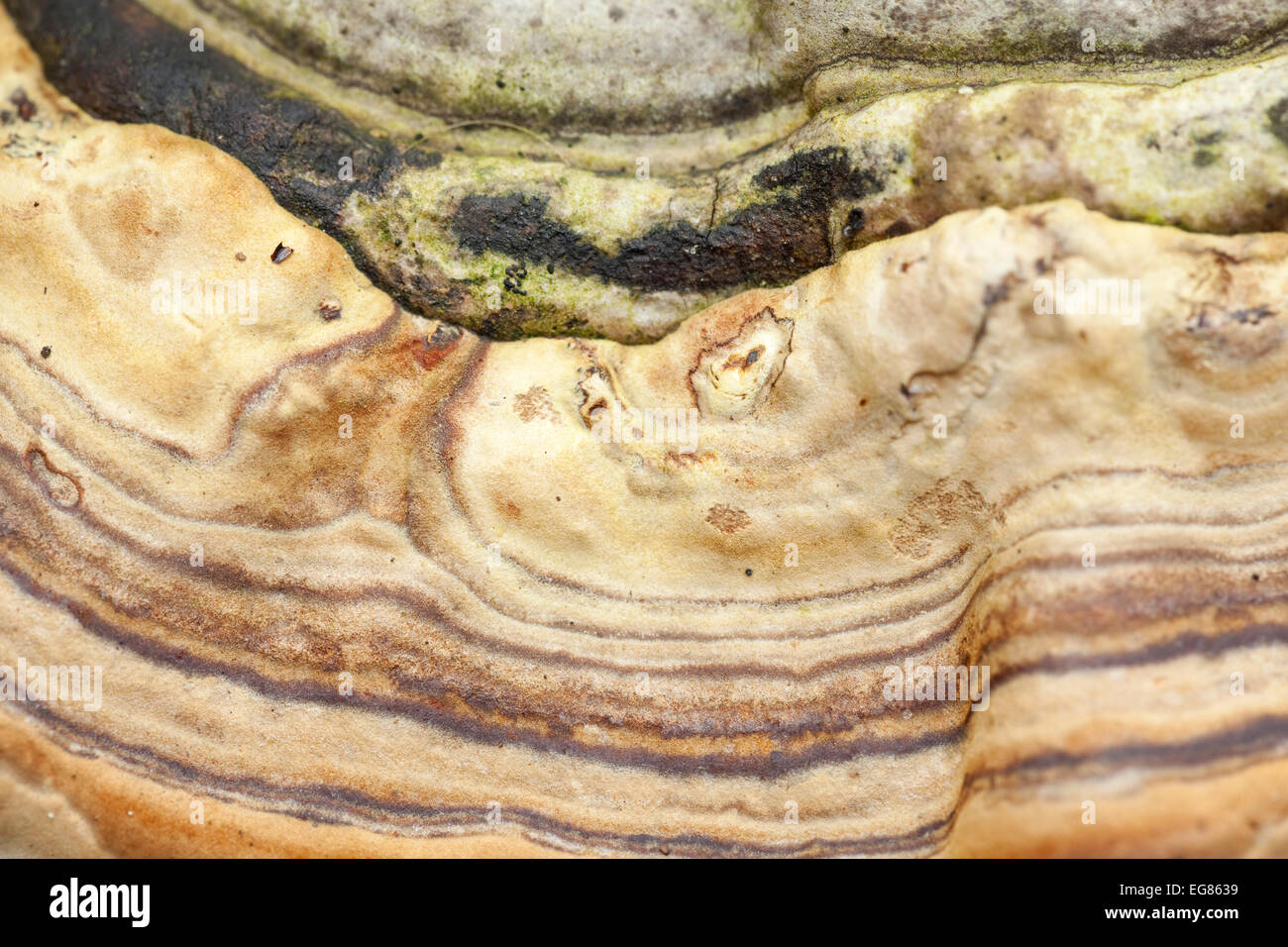 Gros champignon (Fomes fomentarius) comme arrière-plan Banque D'Images
