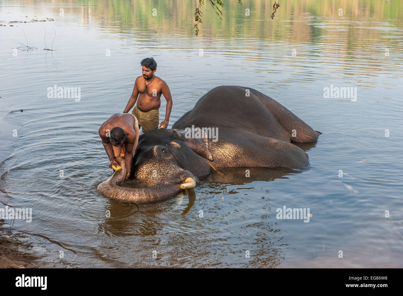 KERALA, INDE - Janvier 12 : Elephant baignade à Kodanad centre de formation sur 12 Janvier, 2013 dans le Kerala, Inde Banque D'Images