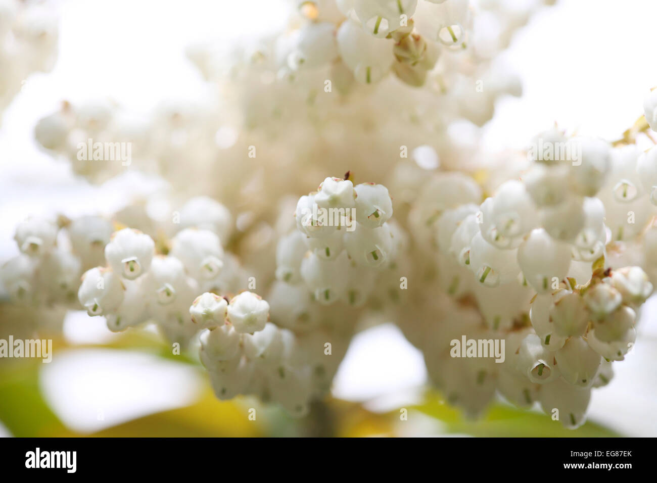 Jolie fleurs blanches de l'Pieris Forest Flame arbuste au printemps Jane Ann Butler Photography JABP790 Banque D'Images