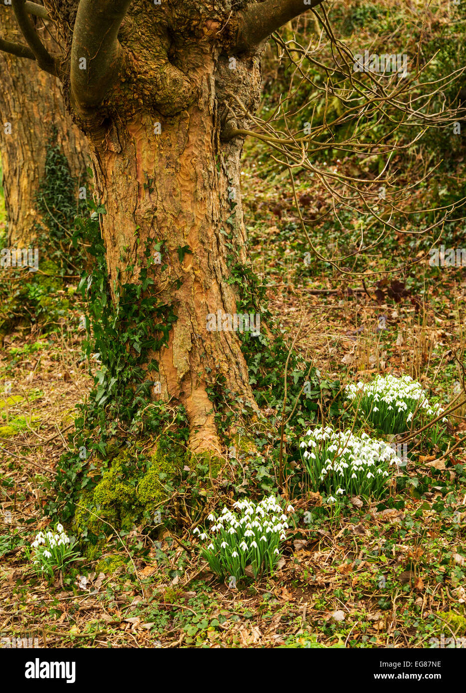 De plus en plus les perce-neige sur le bord de la route à Cornwall Banque D'Images