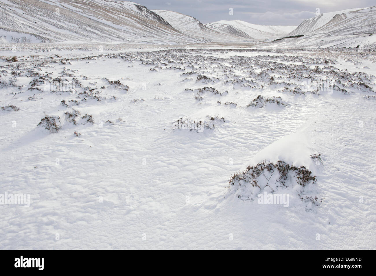 Heather couvertes de neige dans le col Braemar, Parc National de Cairngorms en hiver. Highlands écossais. L'Ecosse Banque D'Images