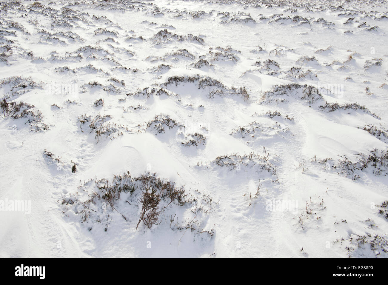 Heather couvertes de neige dans le col Braemar, Parc National de Cairngorms en hiver. Highlands écossais. L'Ecosse Banque D'Images