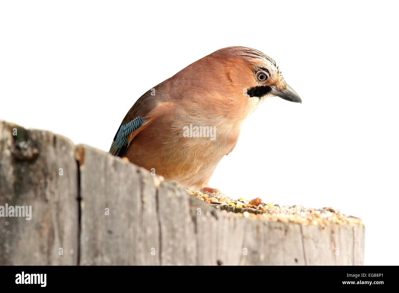 Eurasienne isolés ( jay Garrulus glandarius ) debout sur une souche Banque D'Images