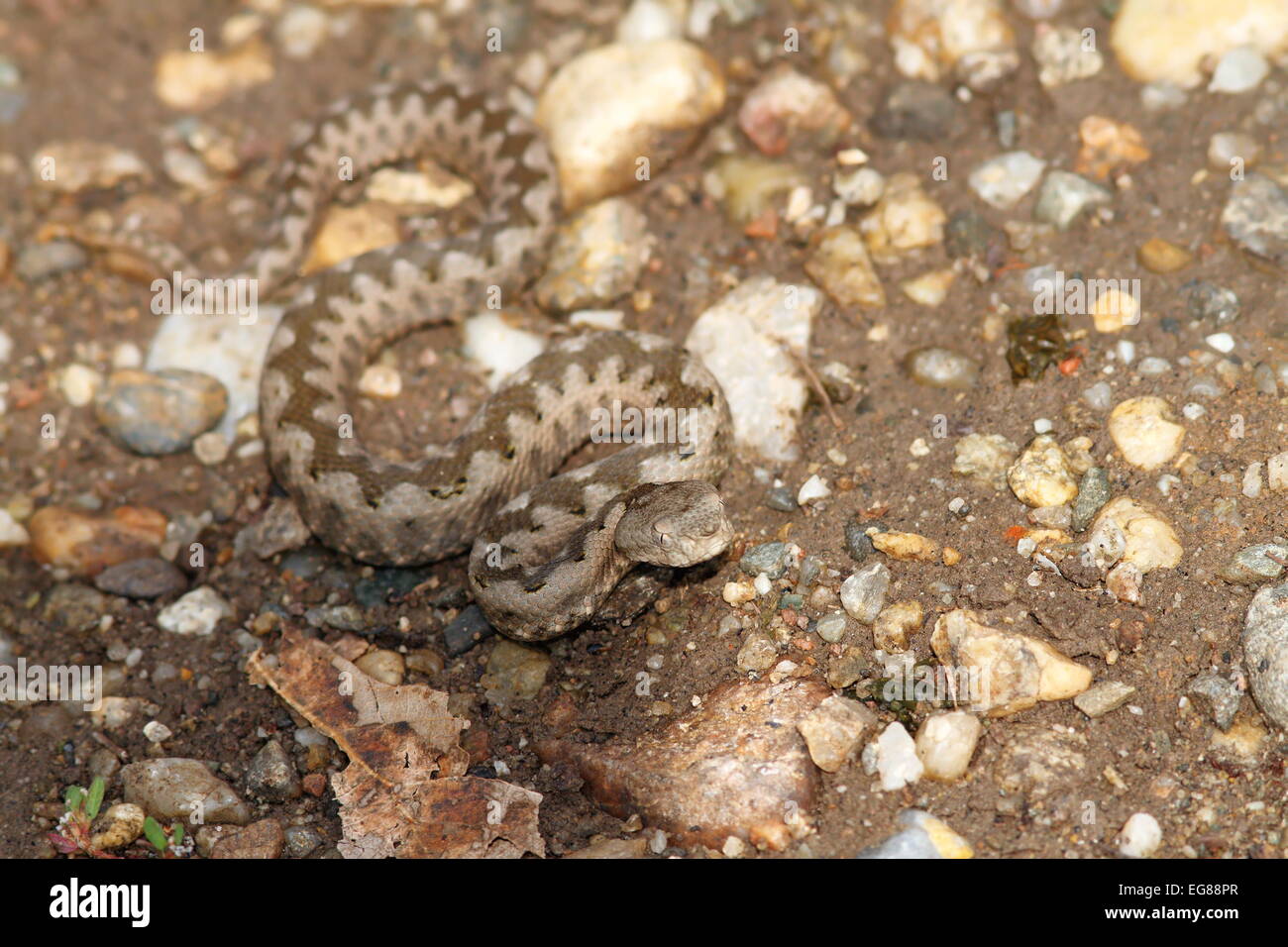 Petit Vipera ammodytes sur du gravier, de la préparation à la grève ( Vipera ammodytes ) Banque D'Images