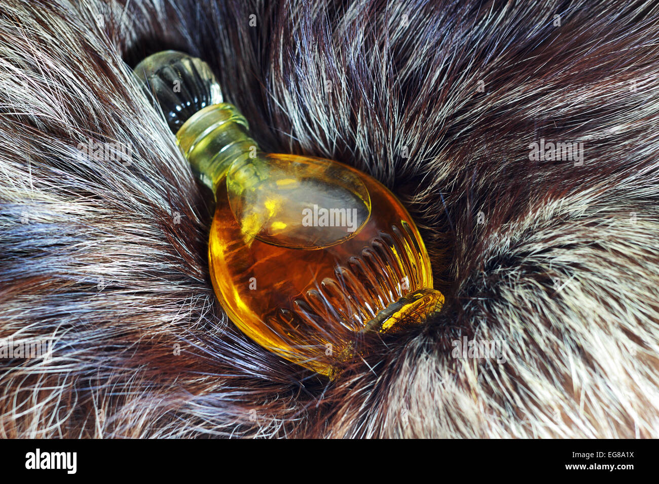 Flacon de parfum Vintage sur une fourrure de renard argenté Banque D'Images