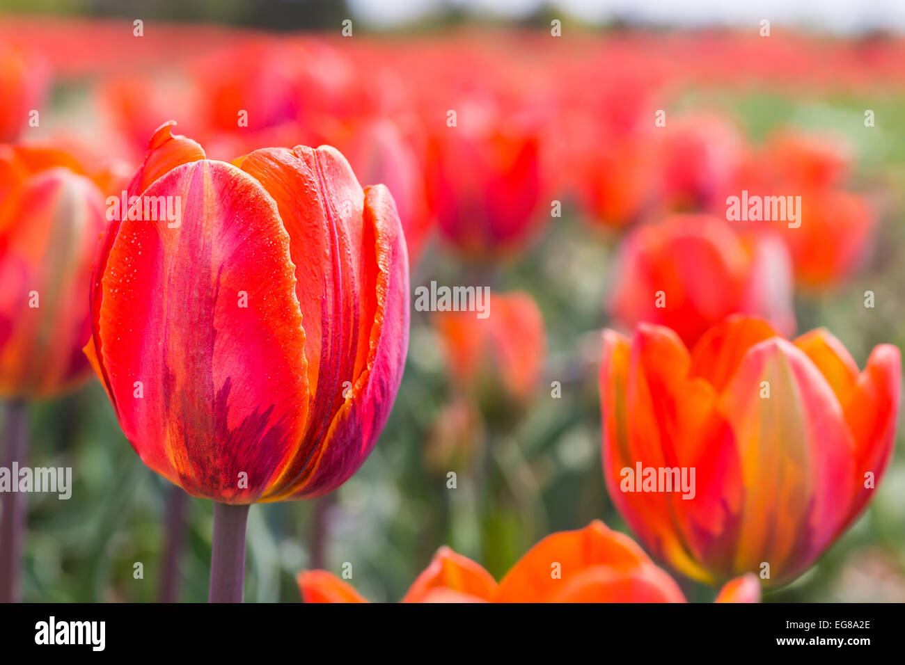 Un champ de tulipes orange Banque D'Images