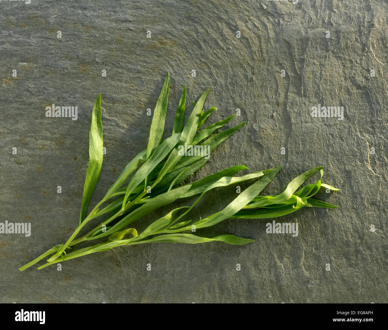 herbes : estragon Banque D'Images