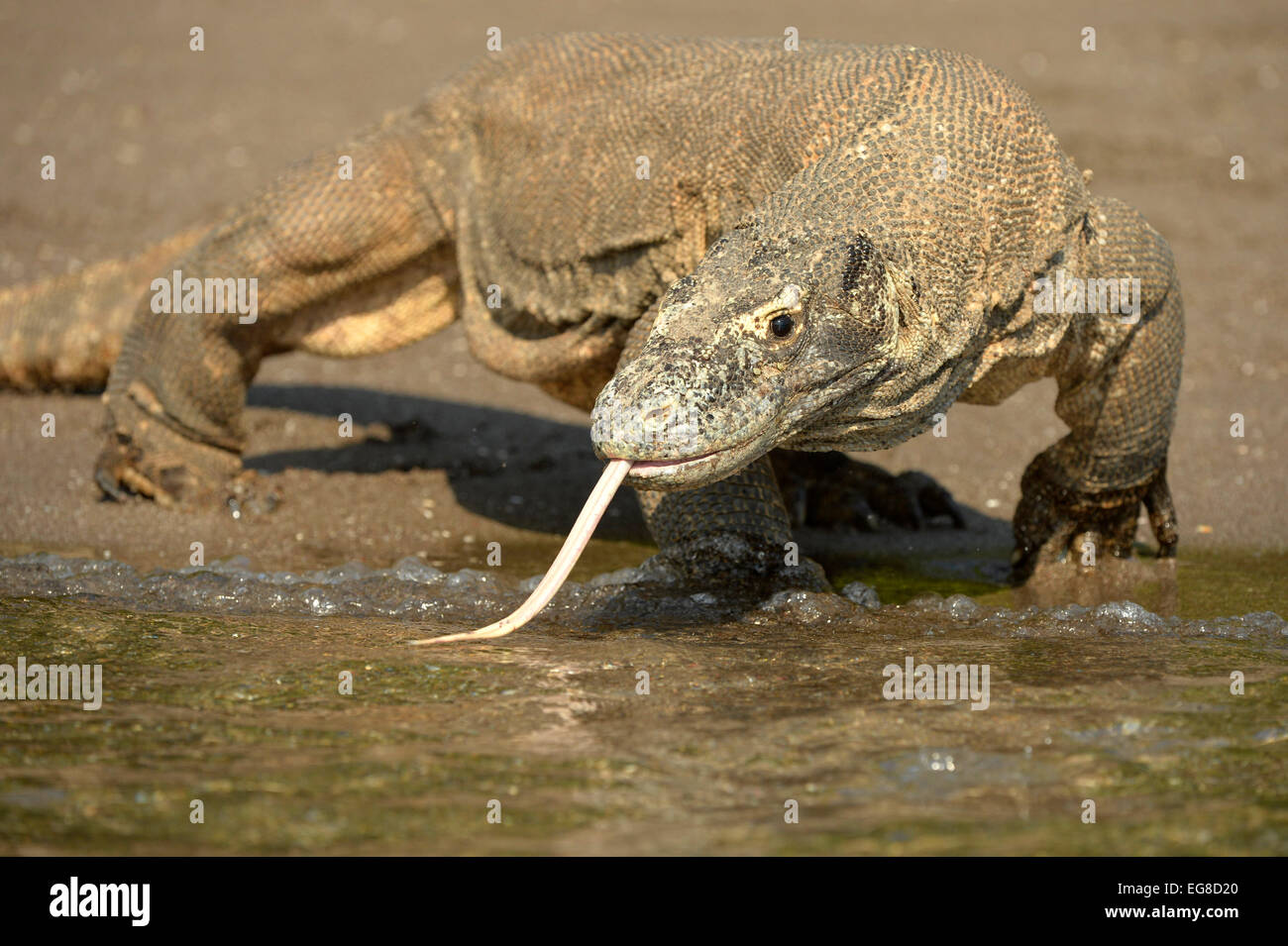 Dragon de Komodo (Varanus komodoensis) marche sur la plage par la mer, avec une langue fourchue étendu, Rinca Island, Indonésie, octobre Banque D'Images