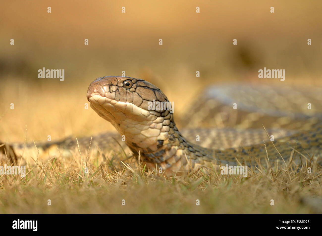 Cobra Royal (Ophiophagus hannah) sur le sol avec la tête relevée, Bali, Indonésie, octobre Banque D'Images