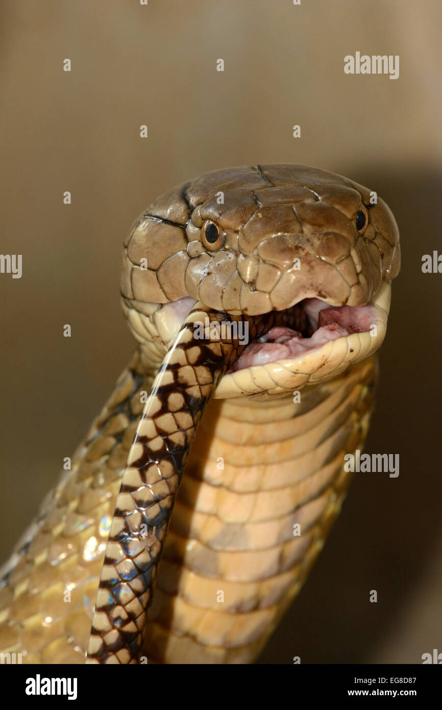 Cobra Royal (Ophiophagus hannah) avaler une couleuvre obscure, Bali, Indonésie, octobre, captive Banque D'Images