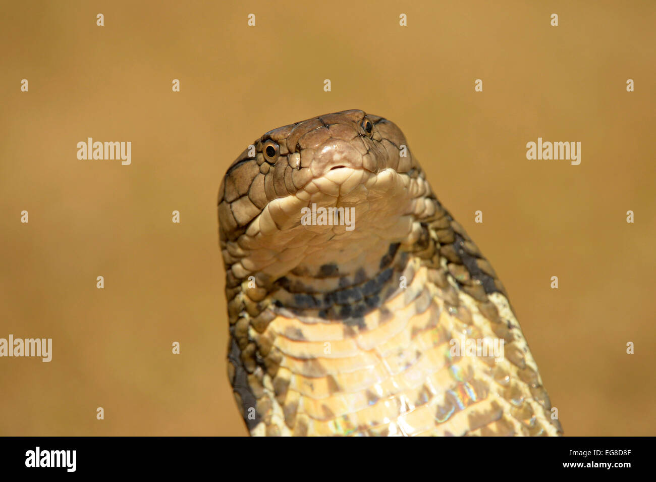 Cobra Royal (Ophiophagus hannah) close-up de tête, Bali, Indonésie, octobre Banque D'Images