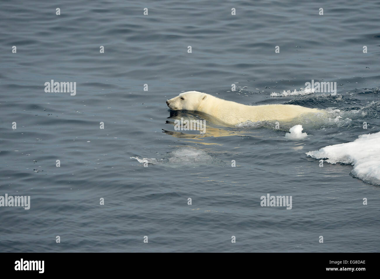 L'ours polaire (Ursus maritimus) nager dans la mer à côté de banquise, l'île de Baffin, au Canada, en août Banque D'Images