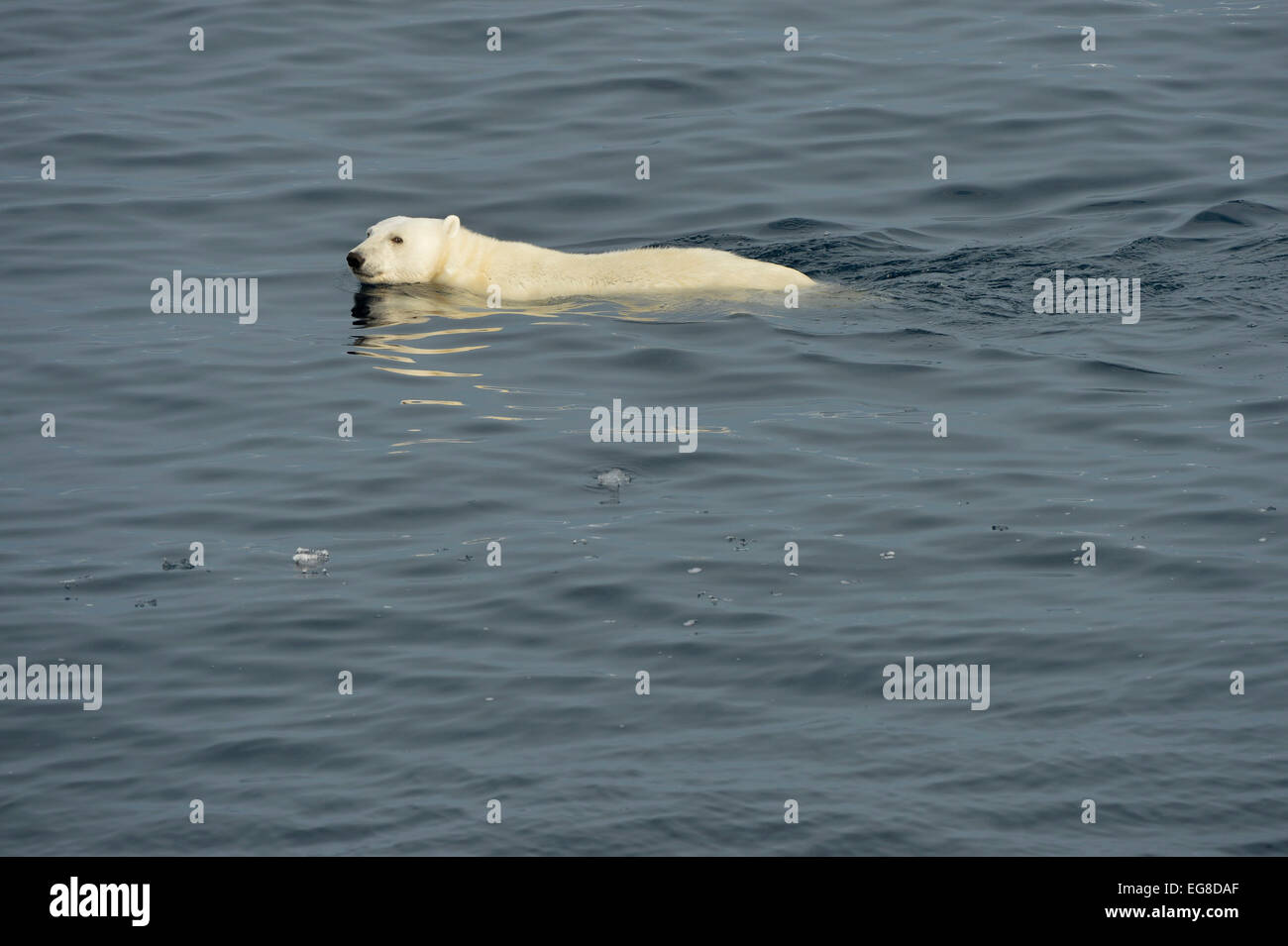 L'ours polaire (Ursus maritimus) nager dans la mer, au large de l'île de Baffin, au Canada, en août Banque D'Images