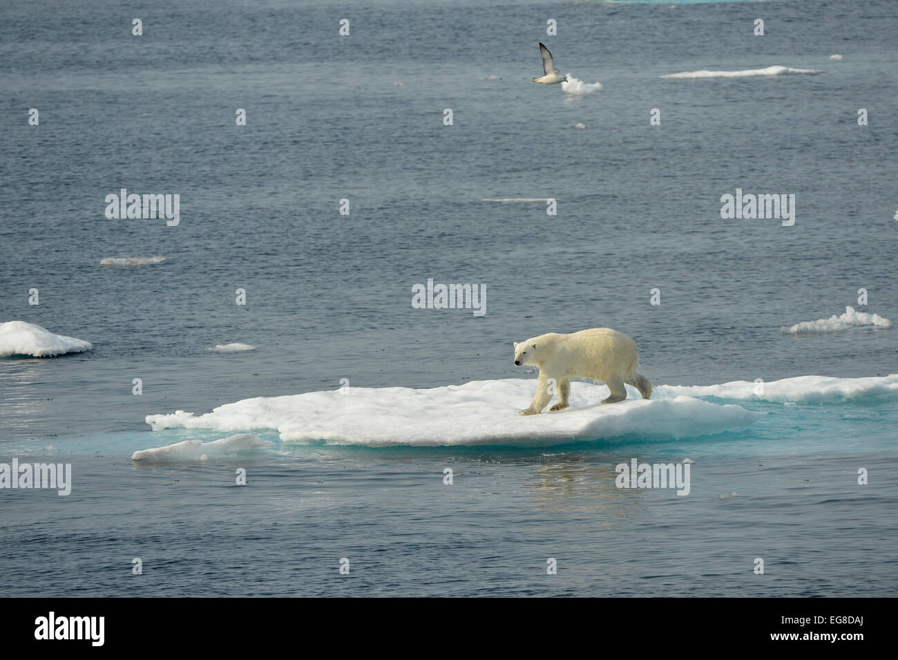 L'ours polaire (Ursus maritimus) debout sur la banquise, au large de l'île de Baffin, au Canada, en août Banque D'Images