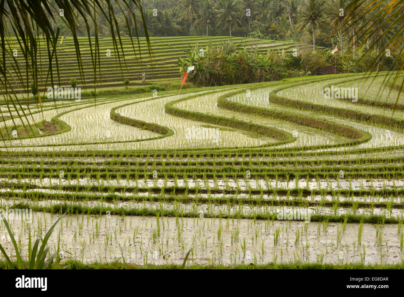 Asain riz (Oryza sativa) de plus en plus de terrain en terrasses, Bali, Indonésie, octobre Banque D'Images
